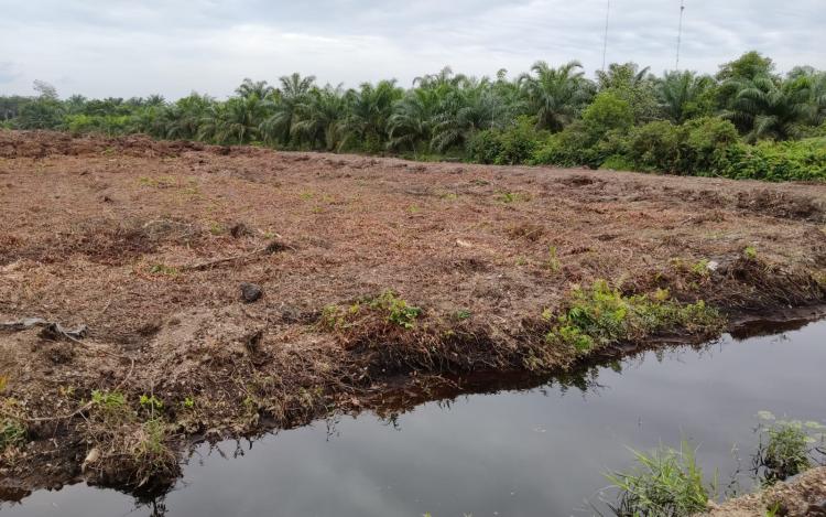 Agroforestri Paludikultur Kompleks Pada Lahan Gambut Berskala Kecil Ramah Lingkungan Di Kabupaten Siak, Provinsi Riau