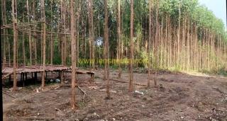 Polisi Tangkap Anak Kemenakan Batin Sangeri Terkait Sengketa Masyarakat Adat Batin Sangeri dan PT AA