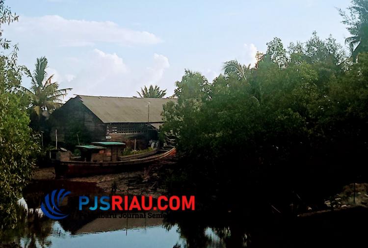 Terancam Abrasi, Hutan Bakau di Desa Kadur Rupat Terus Dirambah
