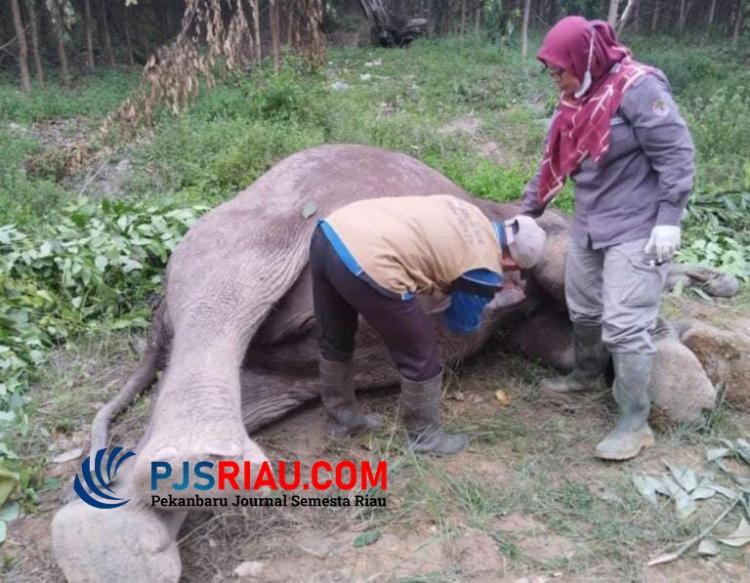 BBKSDA Riau Lakukan Investigasi Nekropsi Kepada Satwa Yang di Lindungi