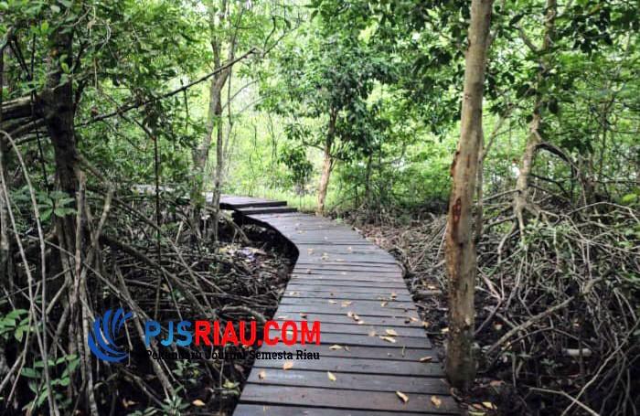 Prospek Wisata Hutan Mangrove di Pulau Rupat