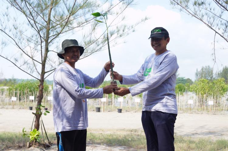 Peringati Hari Mangrove Sedunia, PT Timah Tbk Tanam 5000 Mangrove di Pantai Menuang