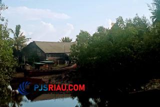 Terancam Abrasi, Hutan Bakau di Desa Kadur Rupat Terus Dirambah