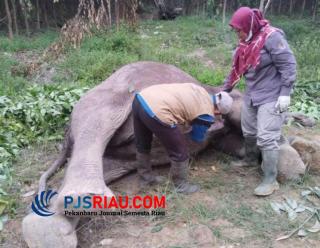 BBKSDA Riau Lakukan Investigasi Nekropsi Kepada Satwa Yang di Lindungi
