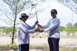 Peringati Hari Mangrove Sedunia, PT Timah Tbk Tanam 5000 Mangrove di Pantai Menuang