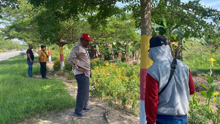 Sambut HUT RI ke 78 Tahun 2023, DLH Rohil Gelar Pengecatan Pohon Ketapang