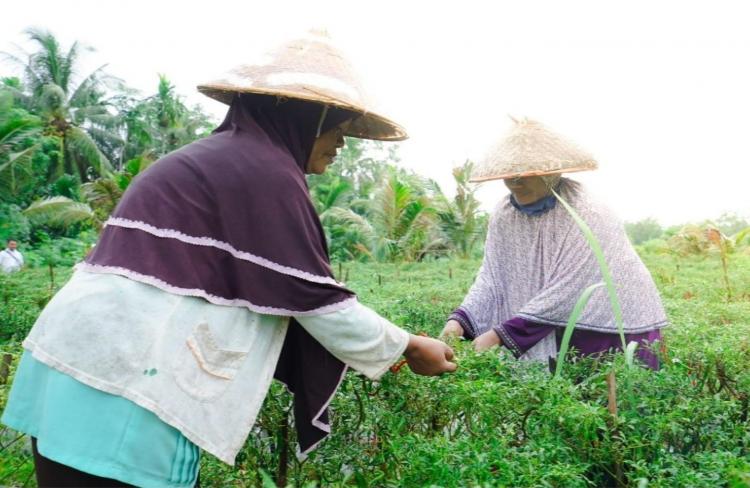 PT Timah Tbk Bantu Modal Lewat Program PUMK Dukung Kemandirian Petani