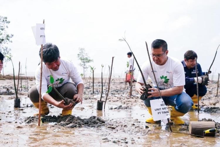PT Timah Tbk dan AMPG Tanam Ribuan Batang Mangrove Jenis Rhizopora di Bangka Barat