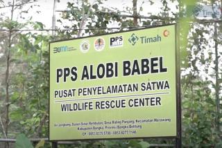 Melindungi Keaneragaman Hayati, Merehabilitasi Satwa di Lahan Bekas Tambang PT Timah Tbk 