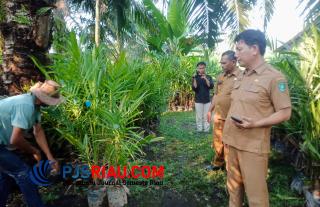 Disbun Bengkalis Tinjau Bibit Kelapa Sawit Bersertifikat dan Beri Pengarahan ke 14 Kelompok Tani Sawit