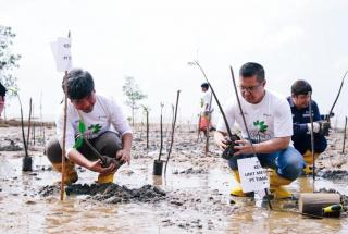 PT Timah Tbk dan AMPG Tanam Ribuan Batang Mangrove Jenis Rhizopora di Bangka Barat