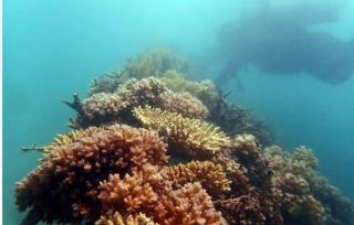 Pesona Bawah Laut Pulau Putri: Keindahan Coral Garden Hasil Kolaborasi PT Timah Tbk dengan Nelayan 