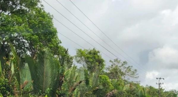 Oknum Warga Dituduh Jual Hutan Bakau kepada Pengusaha Parittiga NK dengan Transaksi Capai Rp 700 Juta