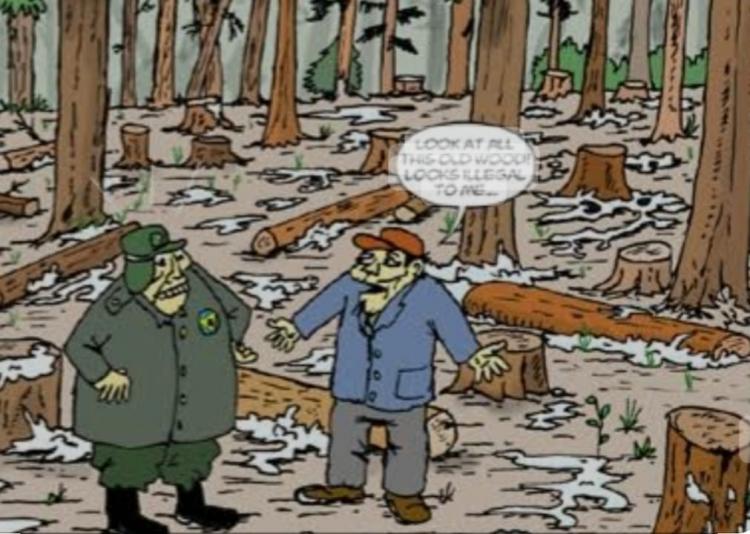 Skandal Perambahan Hutan Bangka: Mantan Bupati Terlibat, Gakkum KLHK Didesak Ungkap Keterlibatan Utama