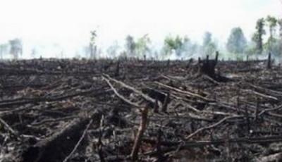 Hutan Gundul Gambut Bekecai, Pakar Lingkungan: Dukung Kejati Riau Usut Dugaan Korupsi Lahan di DLHK