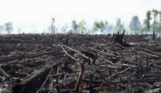 Hutan Gundul Gambut Bekecai, Pakar Lingkungan: Dukung Kejati Riau Usut Dugaan Korupsi Lahan di DLHK