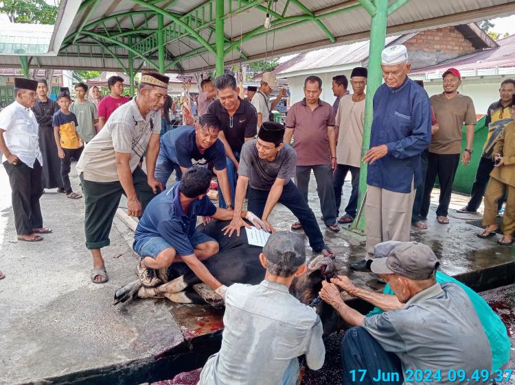 Potong Hewan Kurban sebanyak 3 Ekor Sapi dan 6 Ekor Kambing, Pengurus Masjid Al-Mubarak: Terimakasih Bupati Kasmarni dan Baznas