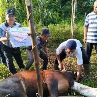 PWMOI Sembelih 1 Ekor Sapi, Terimakasih Bupati dan BAZNAS Bangkalis Bantuan Hewan Qurbannya