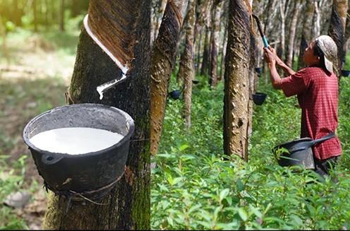 Berkat Trobosan Pemkab Bengkalis, Harga Karet Tembus Rp 15.430 Per Kilogram