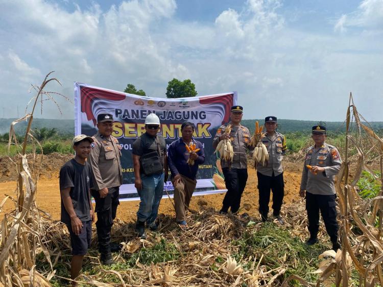 Dukung Swasembada Pangan, Polsek Bagan Sinembah Panen 4.000 Kilogram Jagung