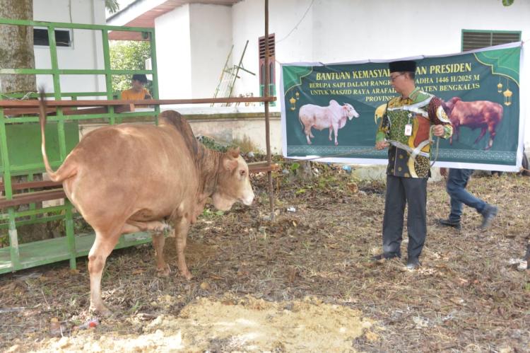 Sapi Kurban Presiden Prabowo Subianto Diserahkan Bupati Kasmarni di Masjid Besar Arafah Duri