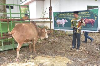 Sapi Kurban Presiden Prabowo Subianto Diserahkan Bupati Kasmarni di Masjid Besar Arafah Duri