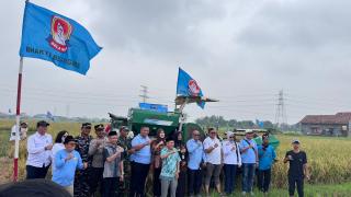 YBBN Banten Bersama Poktan Adem Ayem Tani Gelar Panen Demplot PS-08 Capai 9 Ton Per Hektar