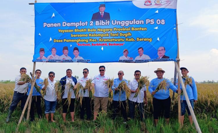 Perkuat Ketahanan Pangan Nasional, YBBN Banten Panen Padi Bibit PS 08 di Serang