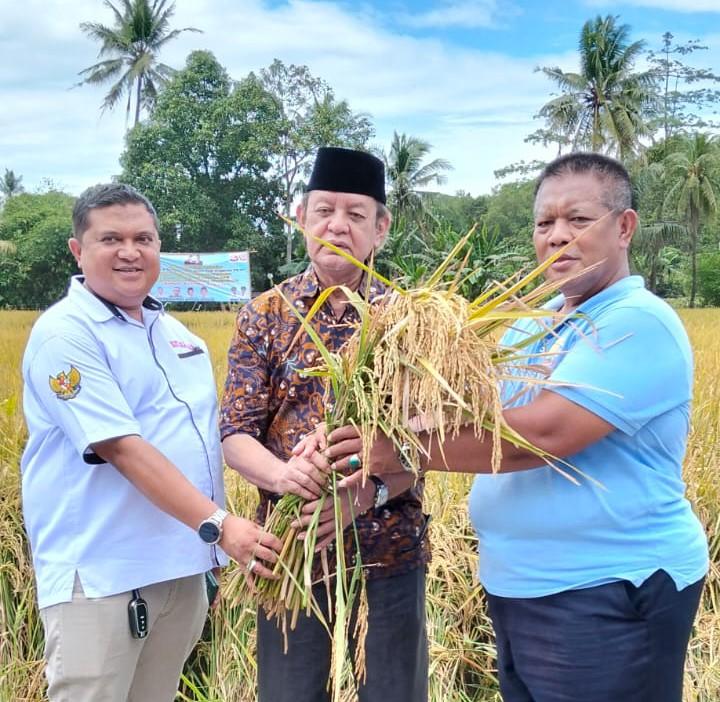 YBBN Menuai Harapan di Sawah Ciwedus: Revolusi Pertanian PS-08 Jadi Bukti Nyata