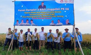 Perkuat Ketahanan Pangan Nasional, YBBN Banten Panen Padi Bibit PS 08 di Serang