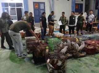 Gakkum Kehutanan Bongkar Penyelundupan Satwa Dilindungi, Jejak Perdagangan Lintas Negara Terkuak di Aceh