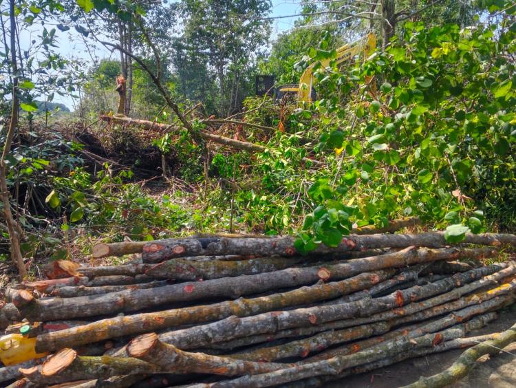 Mangrove Dikorbankan, Garis Pantai Mundur: 3,4 Hektare Blue Carbon Bantan Sari Lenyap