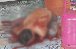 Breaking! Apeng Ditemukan Tewas Bersimbah Darah di Penawar Darat