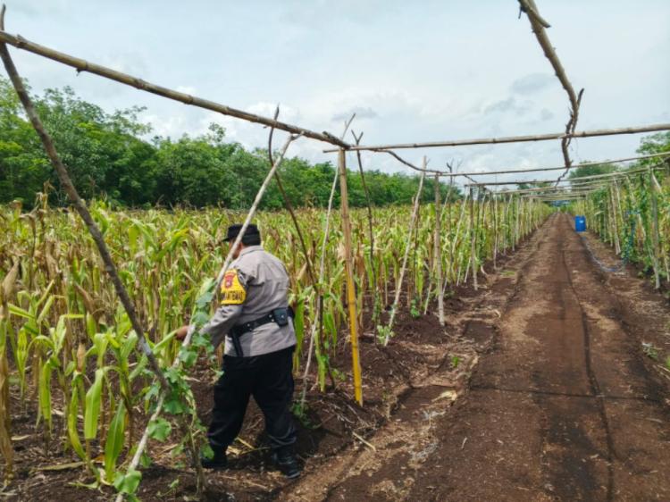 Polsek Bantan Tinjau Ketahanan Pangan, Lahan Jagung Sukamaju Masuki Fase Panen