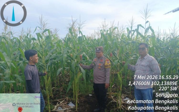 Perawatan Jagung di Senggoro, Kolaborasi Polisi dan Petani Menguat dalam Semangat Swasembada Pangan