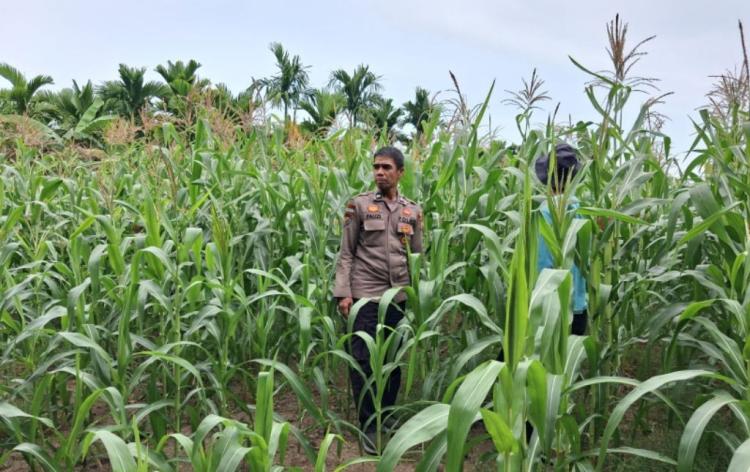 Polsek Rupat Perkuat Ketahanan Pangan Lewat Monitoring Jagung Pascapemupukan