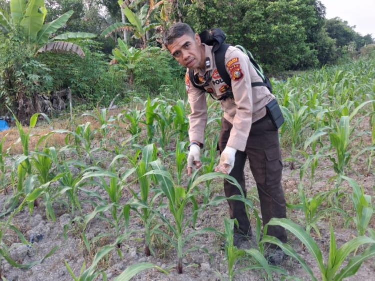 Polri dan Petani Bersinergi Jaga Ketahanan Pangan di Rupat