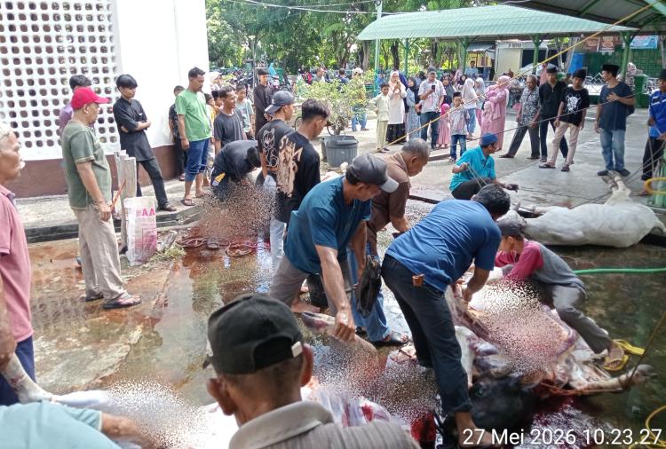 Masjid Al-Mubarak Sembelih 7 Hewan Qurban, Termasuk Sapi Ketua DPRD Bengkalis