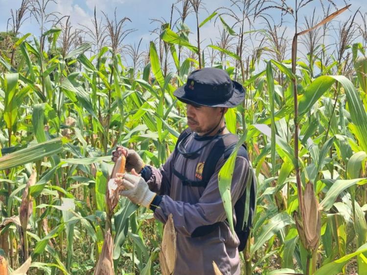Polres Bengkalis Kawal Lahan Jagung Produktif di Rupat, Panen Ditarget Juni 2026