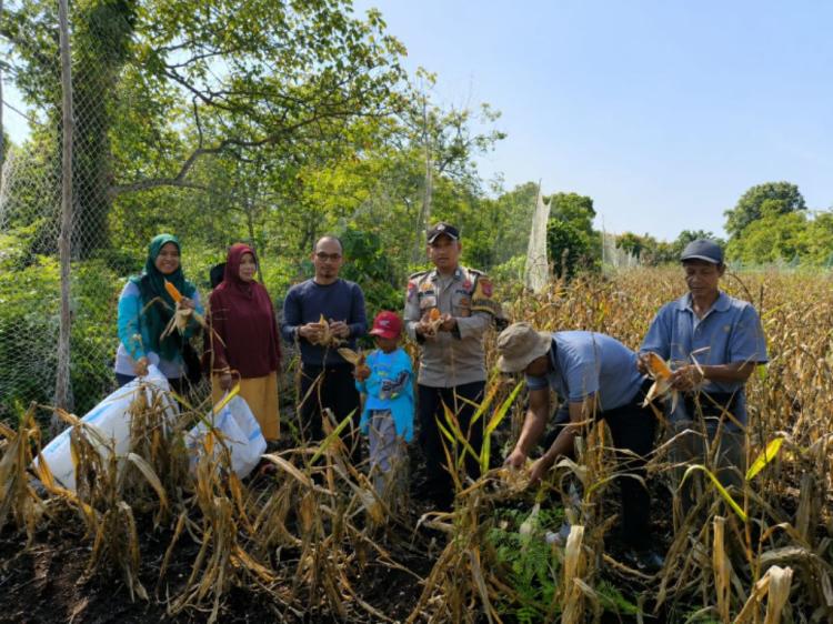 Panen Jagung Hibrida di Batang Duku, Sinergi Polri dan Petani Bengkalis Tuai Hasil Melimpah