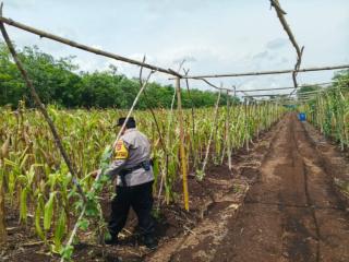 Polsek Bantan Tinjau Ketahanan Pangan, Lahan Jagung Sukamaju Masuki Fase Panen