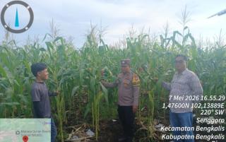 Perawatan Jagung di Senggoro, Kolaborasi Polisi dan Petani Menguat dalam Semangat Swasembada Pangan