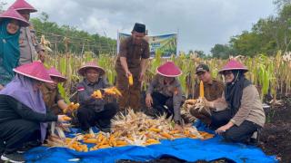 Sinergi Panen Jagung di Bantan: Polres Bengkalis Dorong Akselerasi Swasembada Pangan 2026