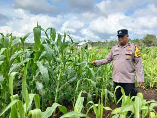 Polri Bersama Petani Bengkalis Perkuat Ketahanan Pangan Lewat Perawatan Jagung Pipil