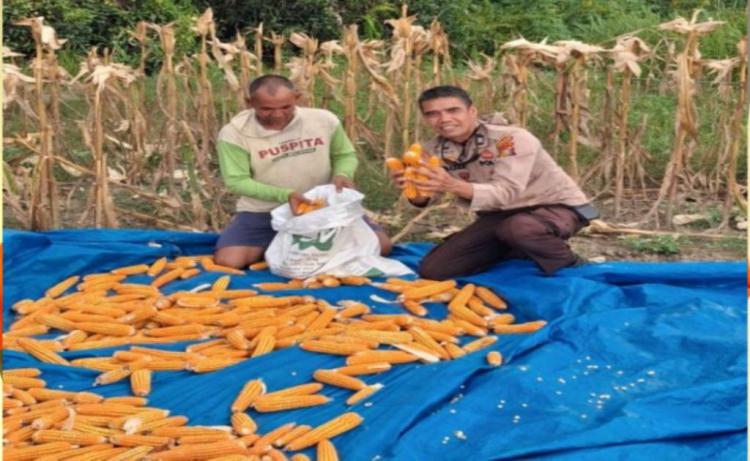 Polsek Rupat Dampingi Panen Jagung Hibrida sebagai Dukung Ketahanan Pangan Nasional