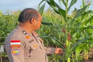 Jagung Pipil Desa Senggoro Tumbuh Subur, Polres Bengkalis Kawal Hingga Panen