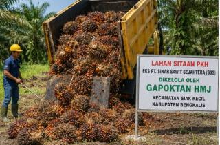 Pengelolaan Kebun Eks PT SSS Berlanjut, Gapoktan HMJ Setor Produksi Sawit ke Negara